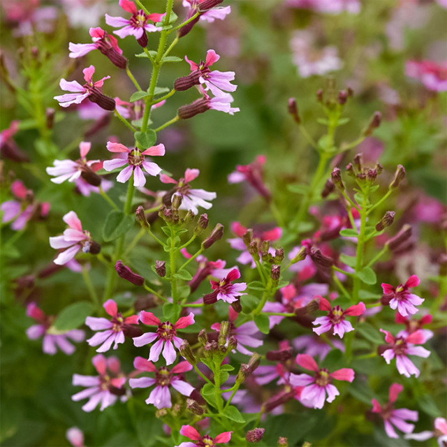 多年草・宿根草苗の販売店【花育通販】 クフェア・ピンクシマーの苗を販売