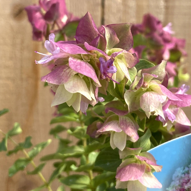 オレガノ・ベリシモ（ベリッシモ）の苗