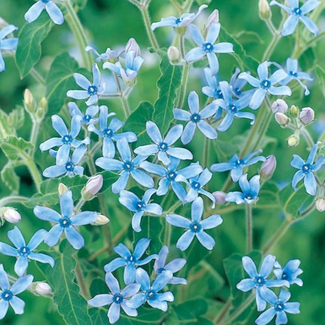 chamue　オキシペタラム　花苗 多年草・宿根草の販売店【花育通販】オキシペタラム・ブルースターの苗