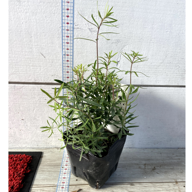 宿根リナリア パープレアの苗を販売【花育通販】