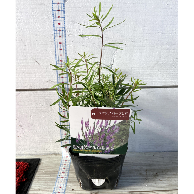 宿根リナリア パープレアの苗を販売【花育通販】