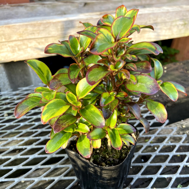 希少 テキーラ 斑入り テキラーナ サンライズ 抜き苗 希少 テキーラ 斑入り テキラーナ サンライズ 抜き苗 - メルカリ