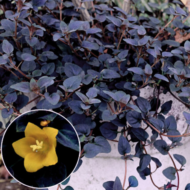 リシマキア　ペルシャンチョコレート