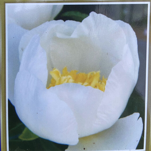 多年草・宿根草の販売店【花育通販】 芍薬（シャクヤク） ヤンファン