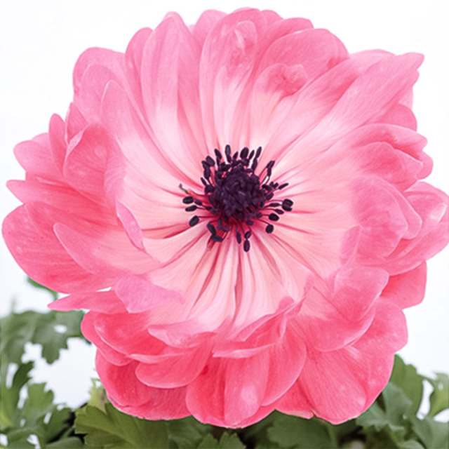 アネモネ　ポルト ダブルピンクの苗