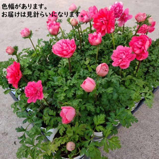 アネモネ　ポルト ダブルピンクの苗