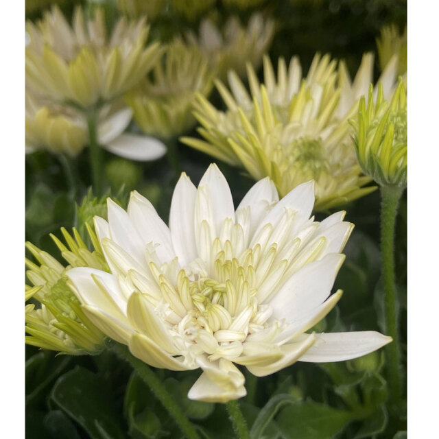 ダブルオステオスペルマム・ナヌークの苗