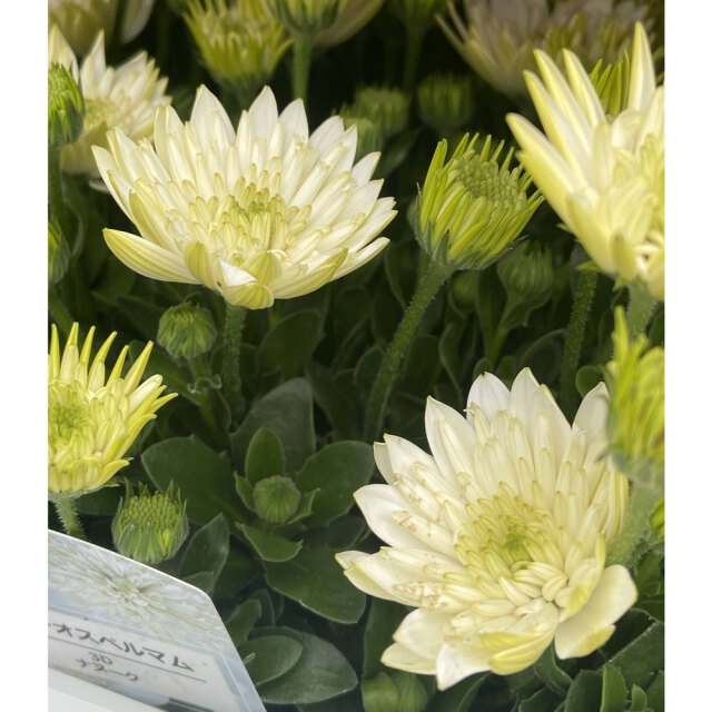 ダブルオステオスペルマム・ナヌークの苗