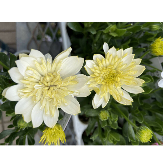 オステオスペルマム・ダリーナダブル　エリンコの苗