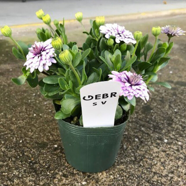 オステオスペルマム　ＳＶ