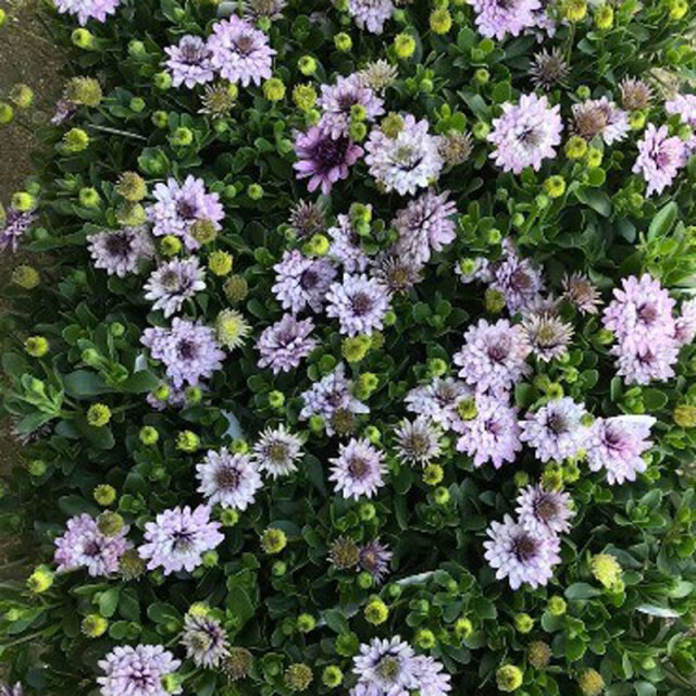 オステオスペルマム　ＳＶ