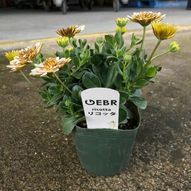 オステオスペルマム・リコッタの苗を販売【花育通販】花苗の販売店