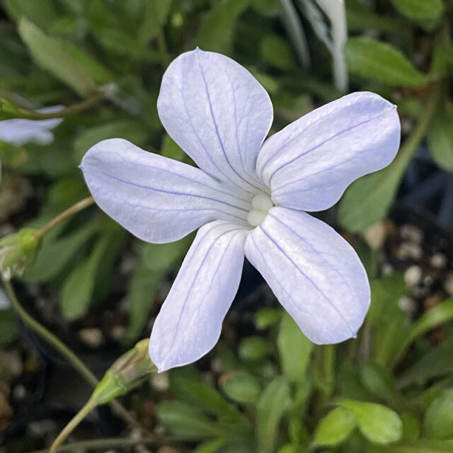 花苗の販売店 花育通販 ワーレンベルギア ピグマエア アリスブルーの苗を販売