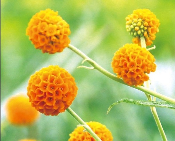 ブッドレア　グロボーサ