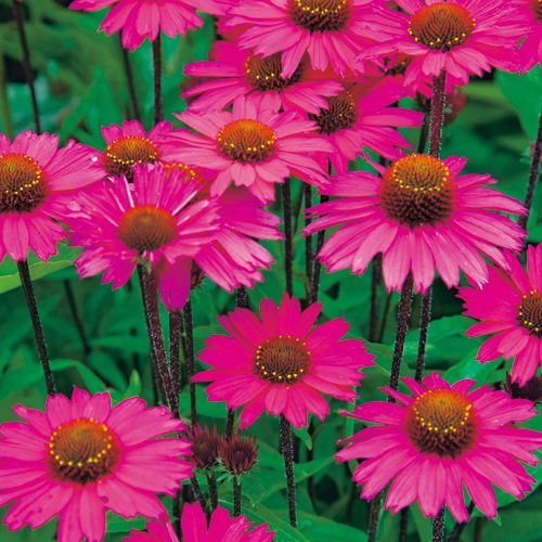 夏の宿根草「エキナセア・センセーションピンク」の苗を販売【花育通販】
