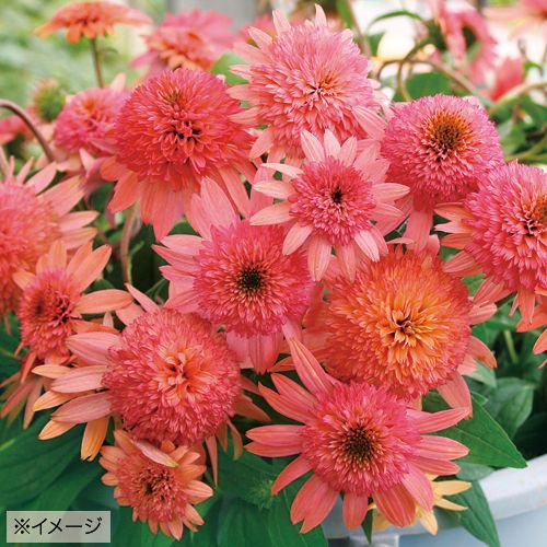 夏の宿根草「エキナセア・ラズベリートラッフル」の苗を販売【花育通販】