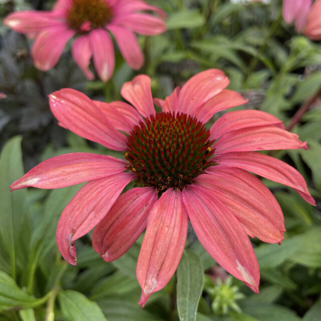 エキナセア「プレイフル　メド　ママ」の苗