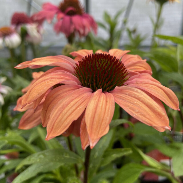 エキナセア「プレイフル　メド　ママ」の苗