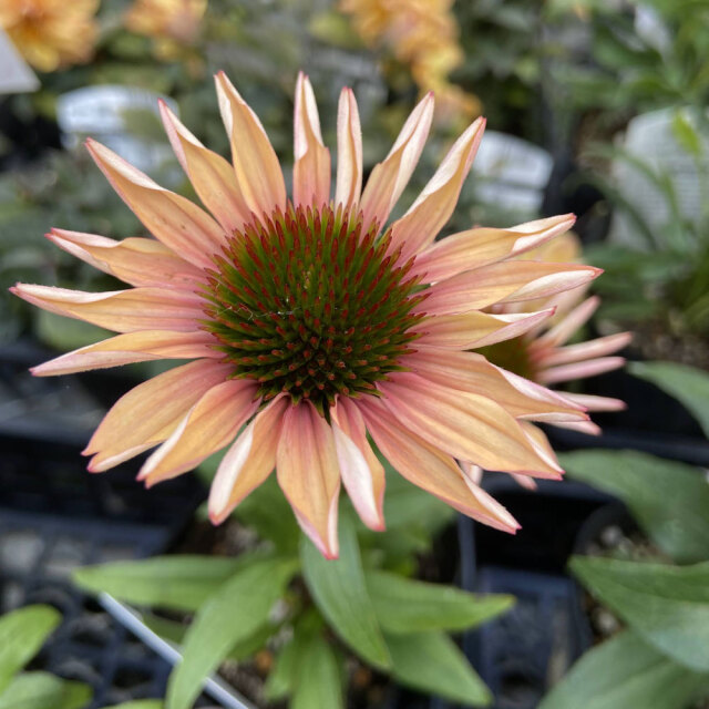 エキナセア「プレイフル　メド　ママ」の苗