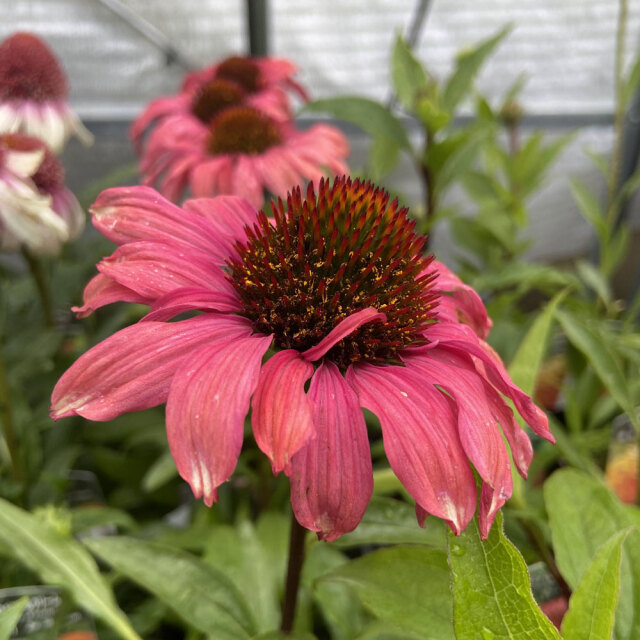 エキナセア「プレイフル　メド　ママ」の苗