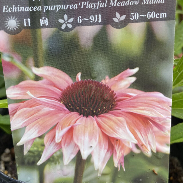 エキナセア「プレイフル　メド　ママ」の苗