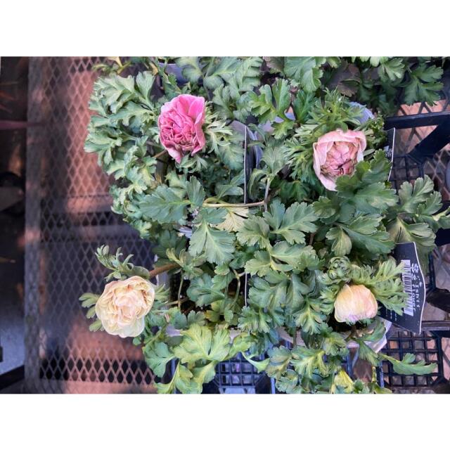 アネモネ　クラシカルピンク