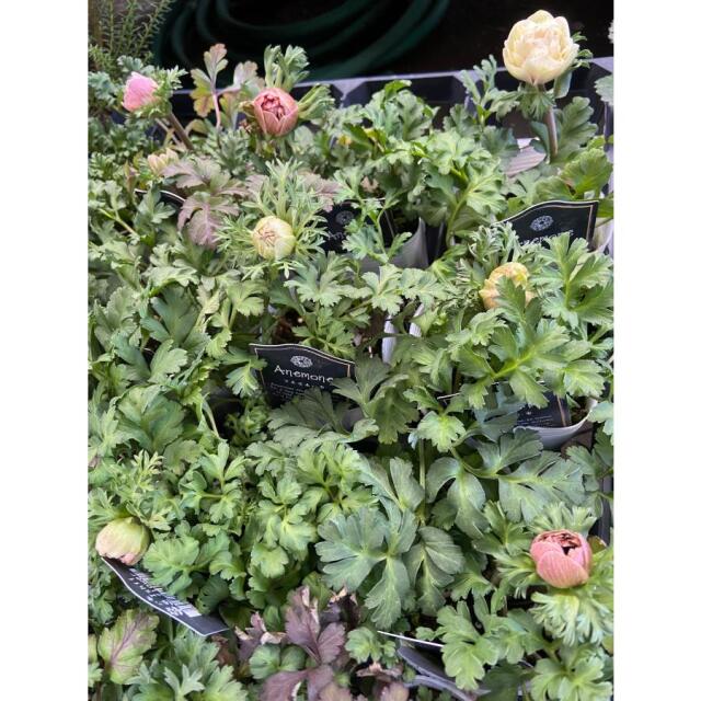 アネモネ　クラシカルピンク