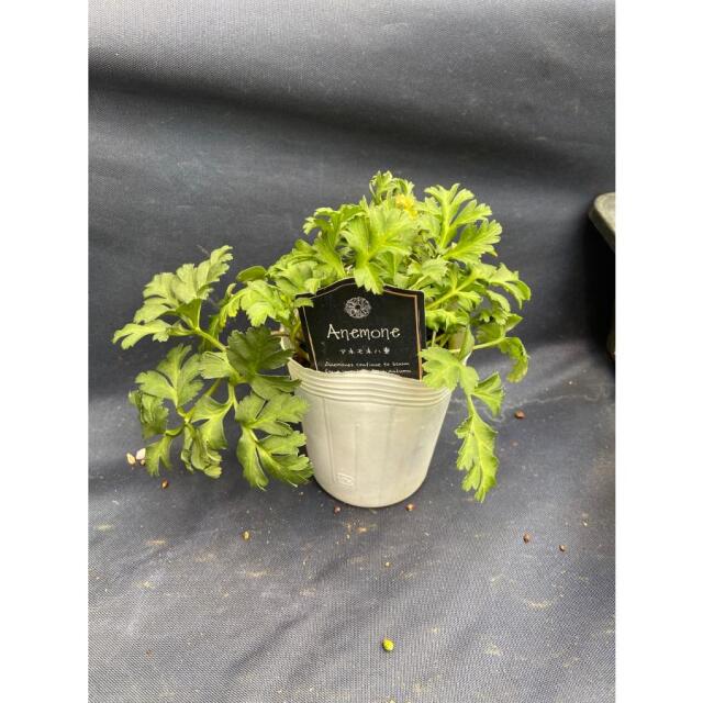 アネモネ　クラシカルピンク