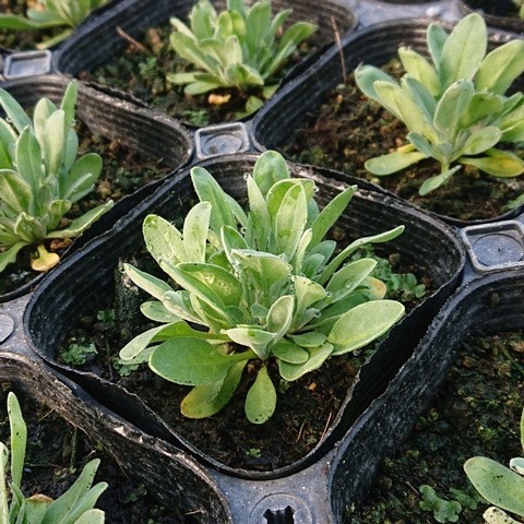 宿根アリッサム　ゴールドコボルドの苗