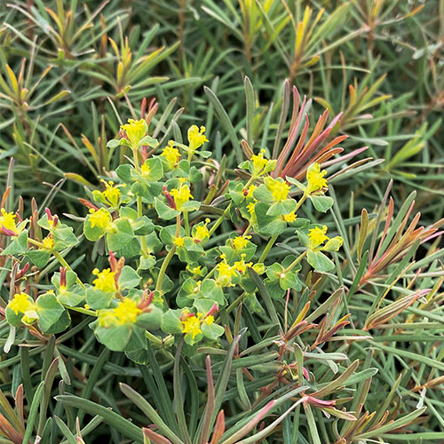 多年草・宿根草苗の販売店【花育通販】ユーフォルビア キパリシアス