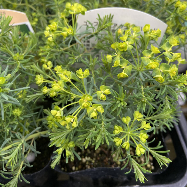 多年草・宿根草苗の販売店【花育通販】ユーフォルビア キパリシアス