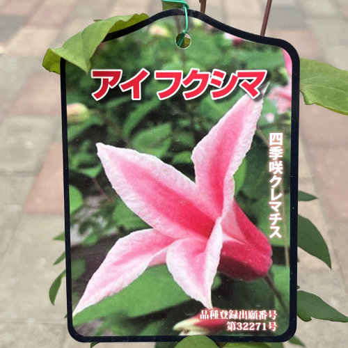 花苗の販売店【花育通販】クレマチス苗（多年草）アイフクシマを販売