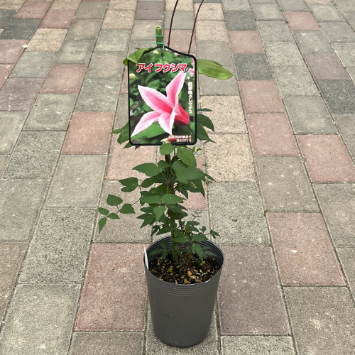クレマチス苗 花苗の販売店【花育通販】クレマチス苗（多年草）アイフクシマを販売