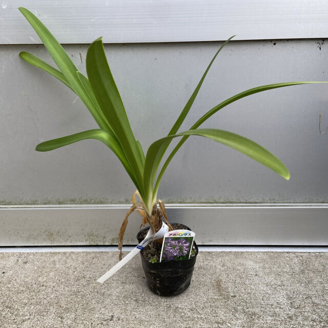 アガパンサス　ブルー系