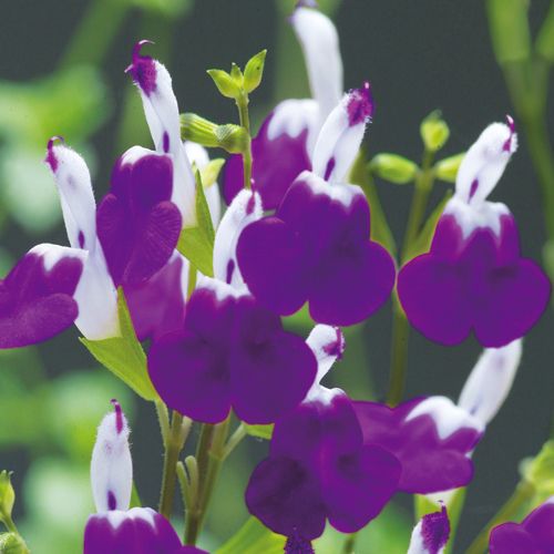 多年草・宿根草の販売店【花育通販】 チェリーセージ・アメジスト