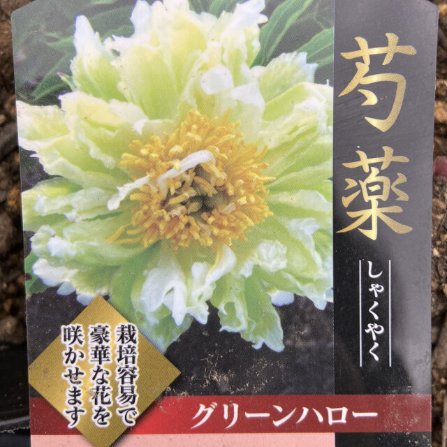 【匿名変更】シャクヤク 芍薬 グリーンハロー 富士 セレブリティ おまとめ ○④グリーンハロー☆珍しい芍薬の苗☆写真現物 眠く