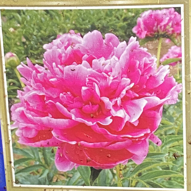 芍薬（シャクヤク）の苗販売店【花育通販】吉水赤
