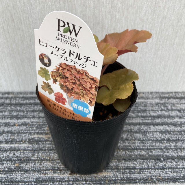 ル*ロ様 P.Bacterial 子株付き！ カラーリーフ販売店【花育通販】ヒューケラ（ツボサンゴ）ドルチェ