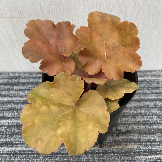 カラーリーフ販売店【花育通販】ヒューケラ（ツボサンゴ）ドルチェ