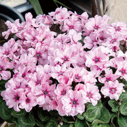 シクラメン イリュージア　ピンクラテ