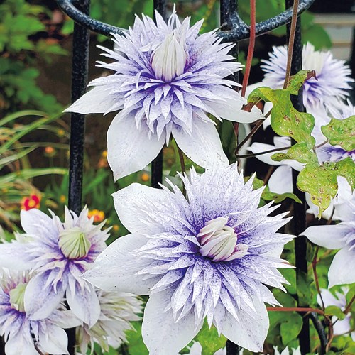 花苗の販売店【花育通販】クレマチス苗（多年草）水面の妖精を販売