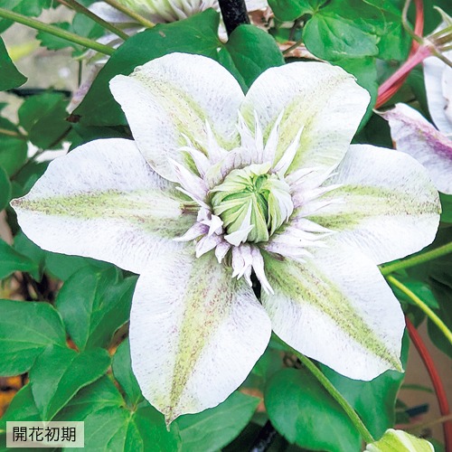 花苗の販売店【花育通販】クレマチス苗（多年草）水面の妖精を販売