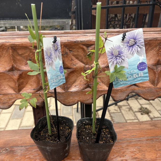 花苗の販売店【花育通販】クレマチス苗（多年草）水面の妖精を販売