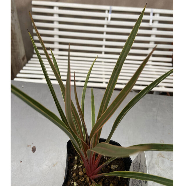 コルジリネ　マジックスター