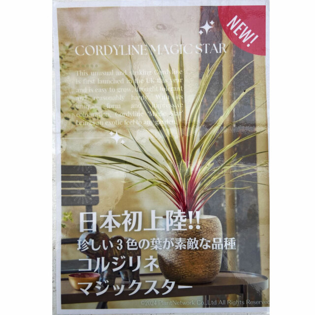 コルジリネ 'マジックスター'の苗を販売【花育通販】