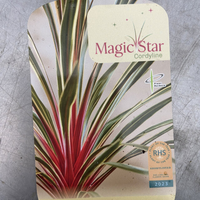 コルジリネ　マジックスター