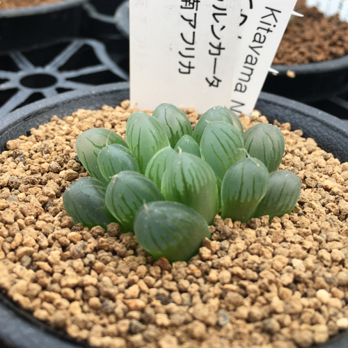 多肉植物の販売店「花育通販」ハオルチア・オブツーサ トゥルンカータ  