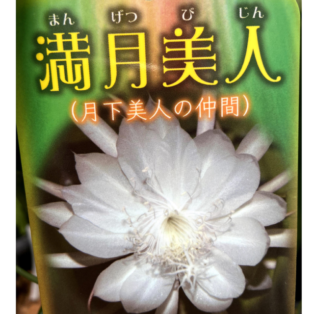孔雀サボテン・満月美人（マンゲツビジン）
