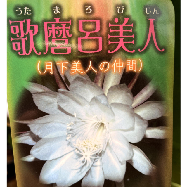 孔雀サボテン・歌麿呂美人（ウタマロビジン）