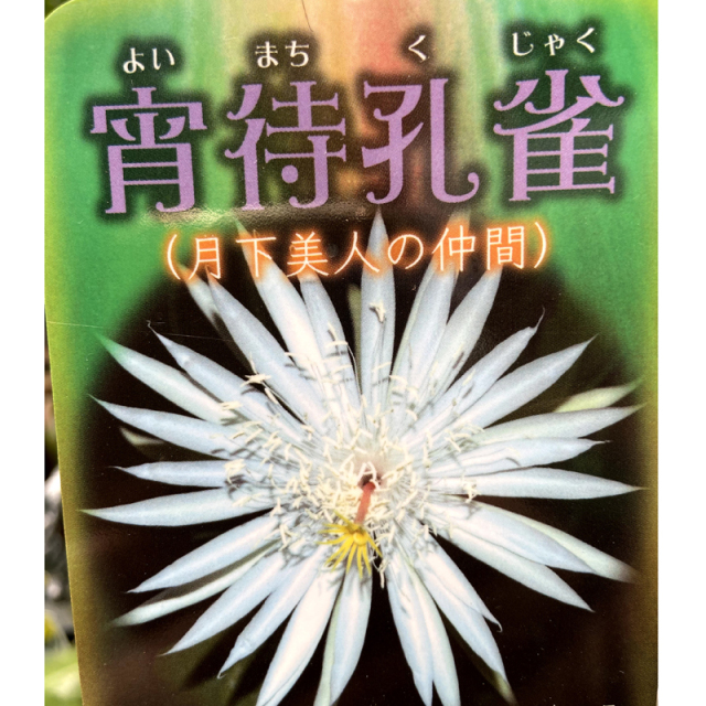 孔雀サボテン・宵待孔雀（ヨイマチクジャク）